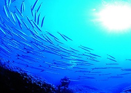 Area Marina Protetta